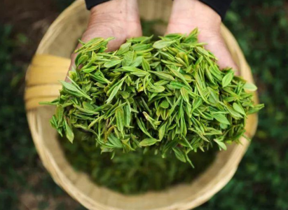 中隆福老师：喝茶无需鸡汤，毕竟往后余生优雅